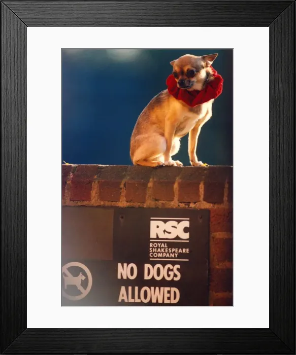 Framed Print : Hero the Chihuahua Framed Print : Hero the Chihuahua