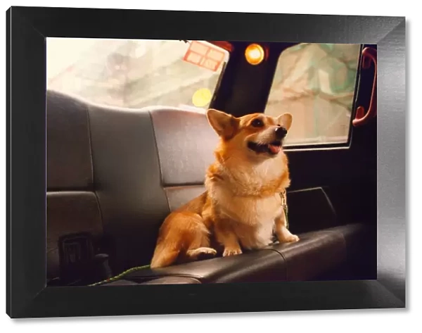 Buzzy the Corgi dog who gets a taxi to work at the theatre every day