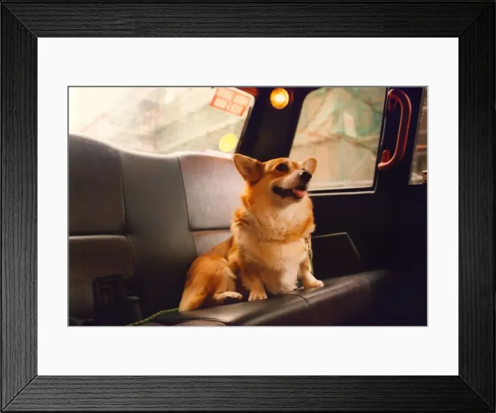 Framed Print : Buzzy the Corgi dog who gets a taxi to work at the theatre every day Framed Print : Buzzy the Corgi dog who gets a taxi to work at the theatre every day