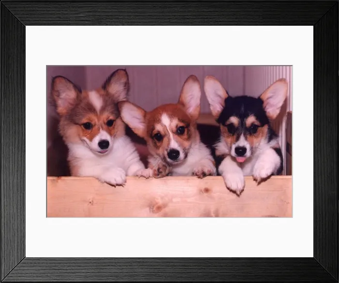 Framed Print : Three Corgi puppies