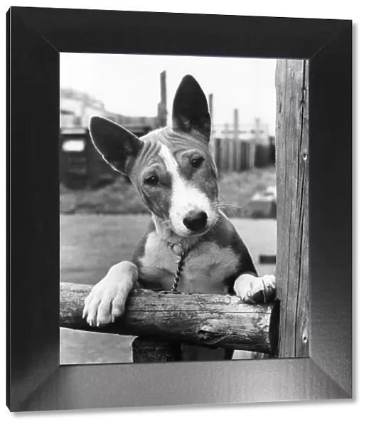 A picture of a Basenji dog