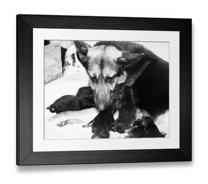 Framed Print : An Alsatian mum cares for her puppies Circa 1980