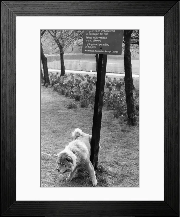 Framed Print : Chem the chow chow is oblivious to the new rules and christenes the park notice Framed Print : Chem the chow chow is oblivious to the new rules and christenes the park notice