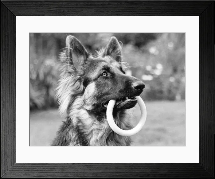 Framed Print : A picture of a playful Alsatian dog Framed Print : A picture of a playful Alsatian dog