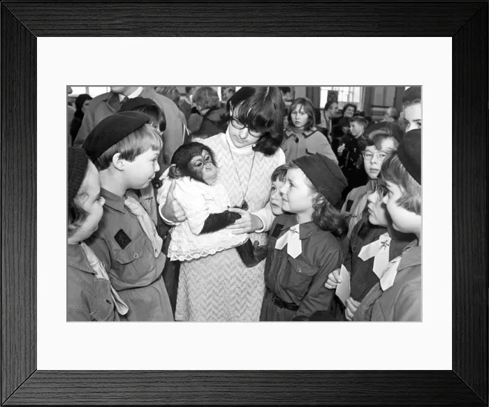 Framed Print : Brownies visiting the leamington division Guides and Brownies Autumn fair meet Framed Print : Brownies visiting the leamington division Guides and Brownies Autumn fair meet