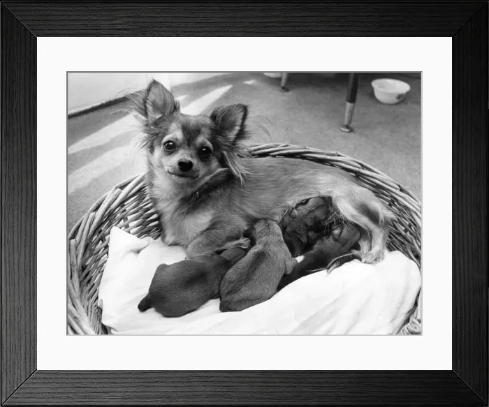 Framed Print : Tara the chichuahua with her litter of puppies Framed Print : Tara the chichuahua with her litter of puppies