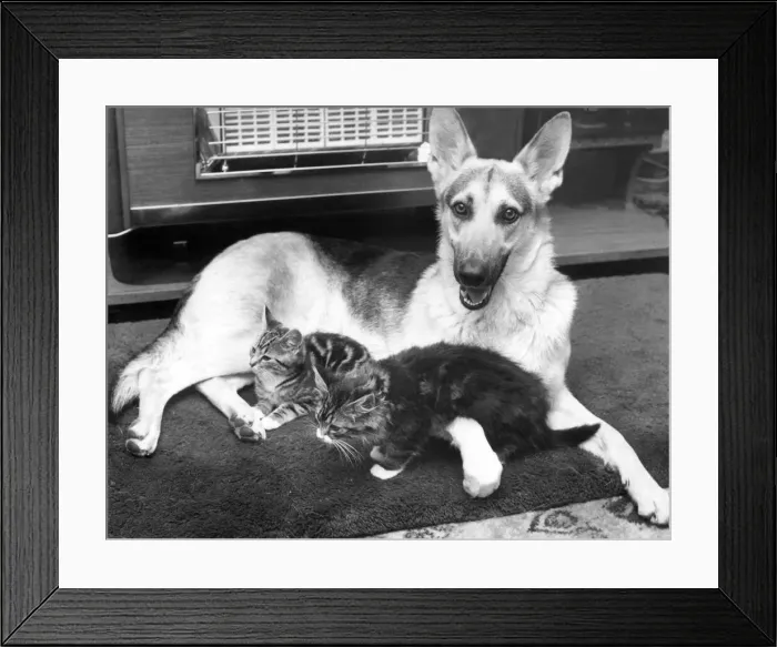 Framed Print : Clara the Alsatian is keen on picking up litter - a litter of kittens she has adopted