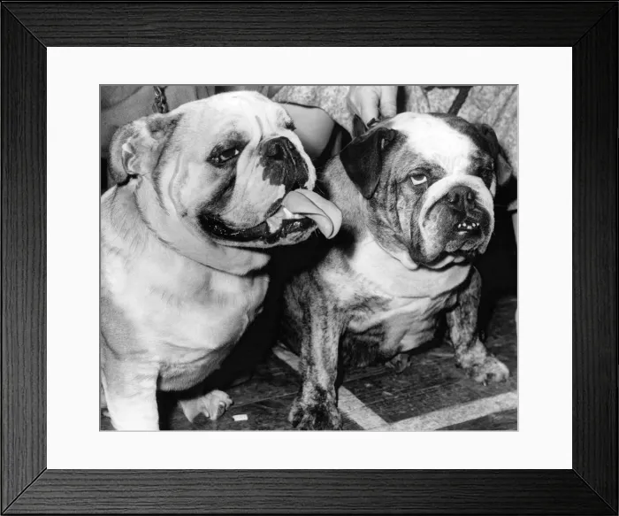 Framed Print : A pair of English Bulldogs Framed Print : A pair of English Bulldogs