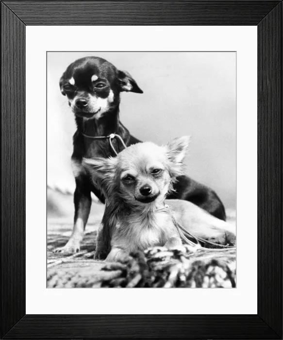 Framed Print : A pair of chihuahuas Framed Print : A pair of chihuahuas