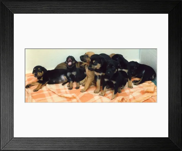 Framed Print : Some Doberman puppies