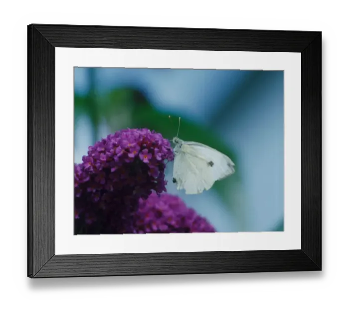 Framed Print : Cabbage White butterfly on a buddlea bush. 4th August 1992