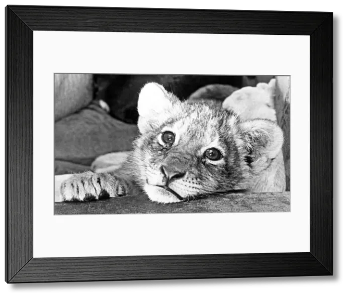 Framed Print : A recent arrival at Southam zoo farm, is Simba, a nine-week-old lion Framed Print : A recent arrival at Southam zoo farm, is Simba, a nine-week-old lion