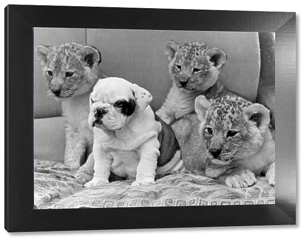 Sue the bulldog is flanked by three lion cubs at Southam zoo, Warwickshire