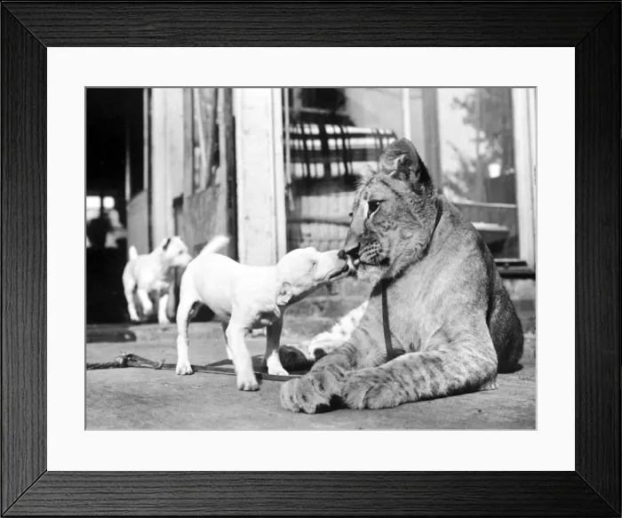Framed Print : Eighteen month old Plug, a Jack russell terrier, says an affectionate good morning to Framed Print : Eighteen month old Plug, a Jack russell terrier, says an affectionate good morning to