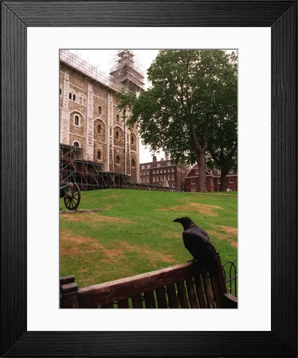 Framed Print : Tower of London Ravens Framed Print : Tower of London Ravens