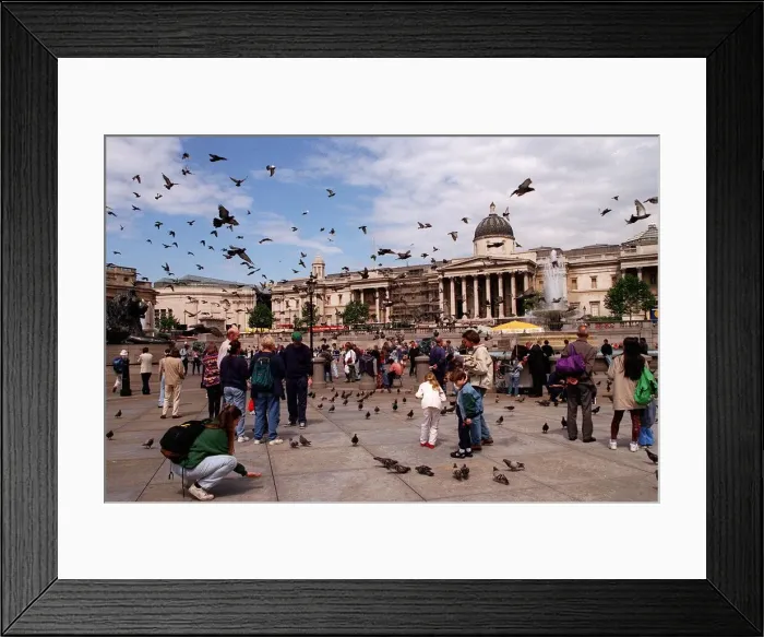 Framed Print : Places London Trafalgar Square with pigeons Framed Print : Places London Trafalgar Square with pigeons