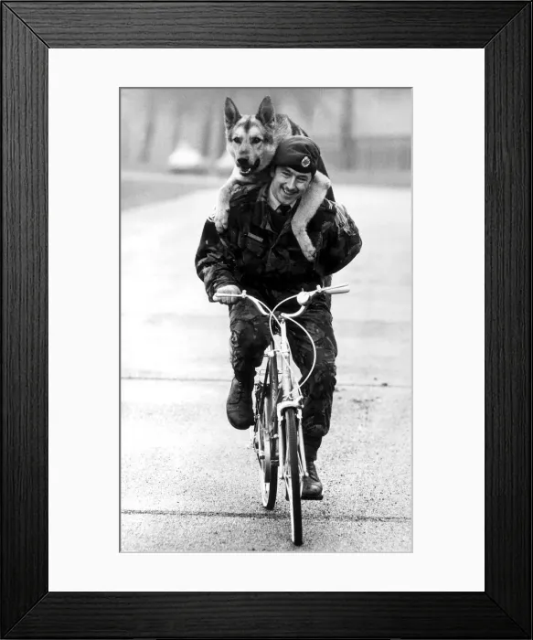 Framed Print : RAF Dogs Alsation March 1982 Corporal Andy Frampton gives his dog Raffles a piggy Framed Print : RAF Dogs Alsation March 1982 Corporal Andy Frampton gives his dog Raffles a piggy