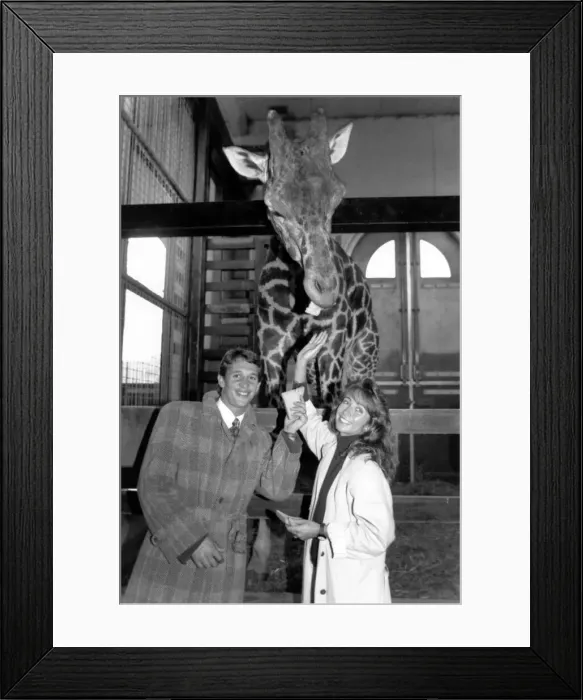Framed Print : Gary Lineker with wife Michelle and Gary the Giraffe. October 1989 P000673 Framed Print : Gary Lineker with wife Michelle and Gary the Giraffe. October 1989 P000673