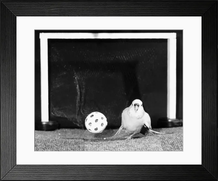 Framed Print : Percy the football playing Budgie 1988 Framed Print : Percy the football playing Budgie 1988
