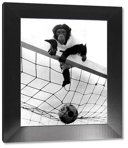 Jackie the chimp is football crazy. Chimpanzee sitting on top of a goal with a
