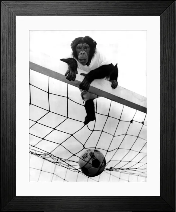 Framed Print : Jackie the chimp is football crazy. Chimpanzee sitting on top of a goal with a
