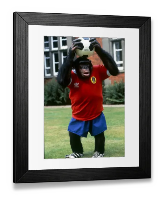 Framed Print : Footballing Chimp at Twycross Zoo, Leicester. Chimpanzee August 1982