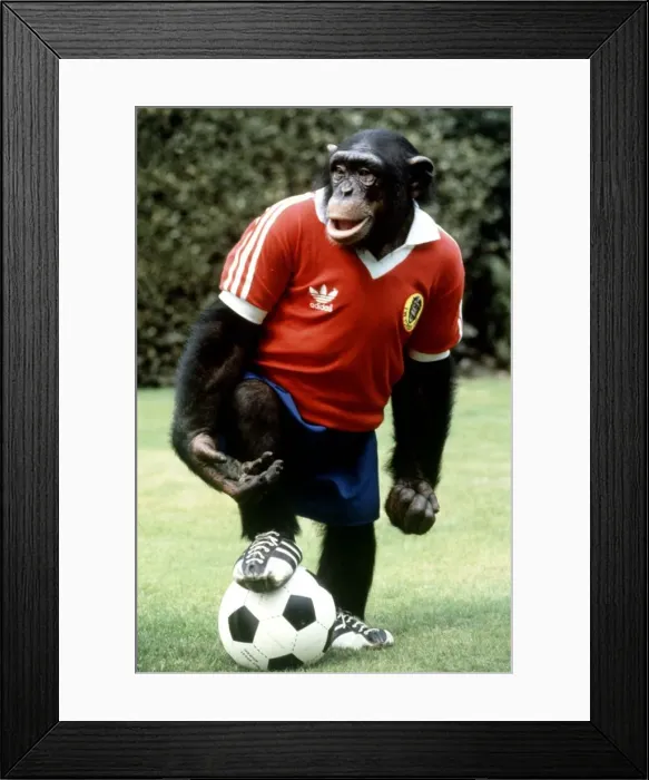 Framed Print : Louis the footballing chimp at Twycross Zoo August 1982 A©Mirrorpix Framed Print : Louis the footballing chimp at Twycross Zoo August 1982 A©Mirrorpix