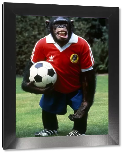 Footballing Chimp at Twycross Zoo, Leicester. Chimpanzee August 1982