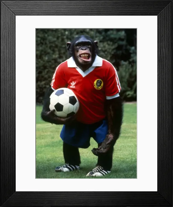 Framed Print : Footballing Chimp at Twycross Zoo, Leicester. Chimpanzee August 1982