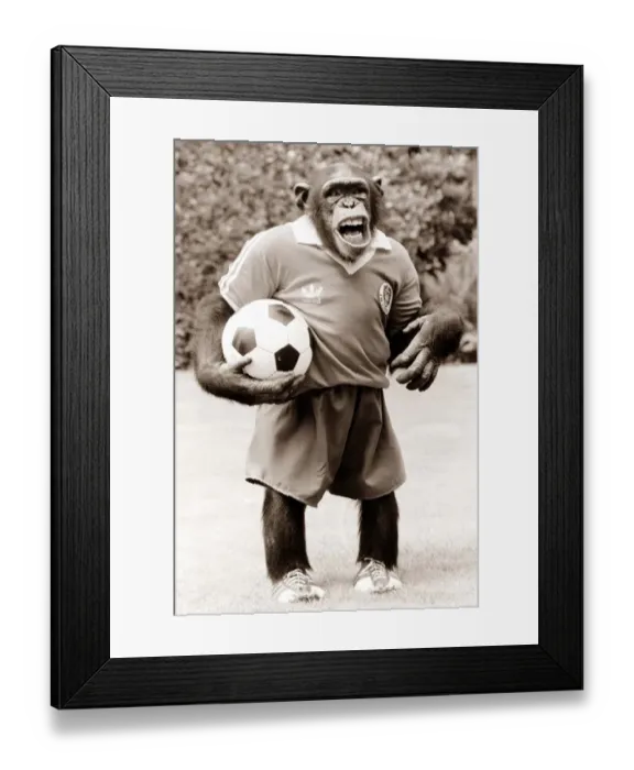 Framed Print : Charlie the chimp tries out as New England football coach