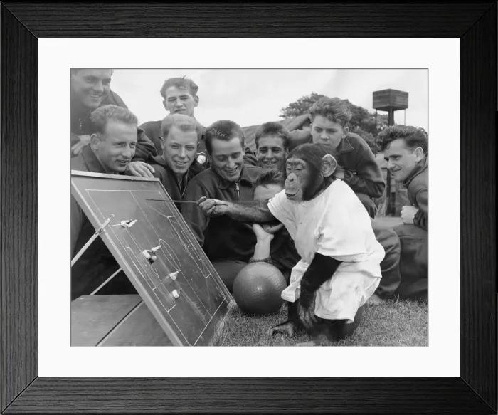 Framed Print : Chimpanzee August 1962 Jackie The Chimp at Flamingo Park Zoo Yorkshire discussing team Framed Print : Chimpanzee August 1962 Jackie The Chimp at Flamingo Park Zoo Yorkshire discussing team