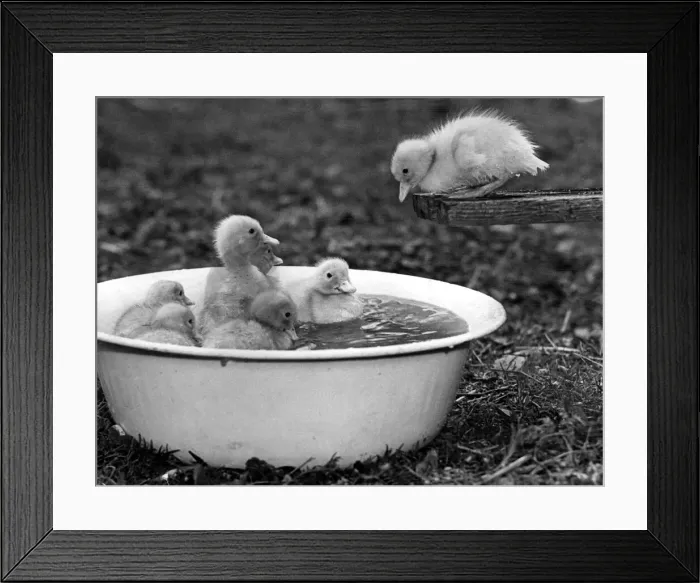 Framed Print : A young duckling thinks twice about taking the plunge with his friends. May 1976 Framed Print : A young duckling thinks twice about taking the plunge with his friends. May 1976