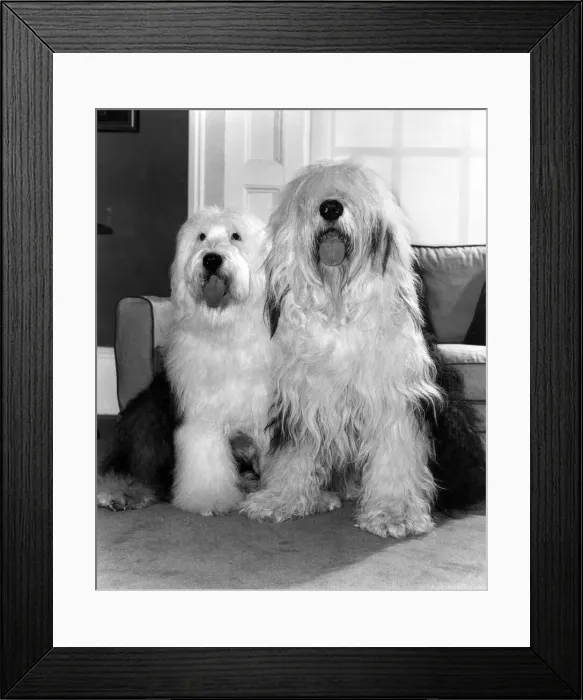 Framed Print : Animals Dogs Friendship: English Sheep Dog: Old English Sheepdog: A softie Framed Print : Animals Dogs Friendship: English Sheep Dog: Old English Sheepdog: A softie