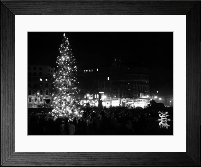 Framed Print : A 56 foot Christmas tree in Trafalgar Square given to Londoners by the people of Oslo Framed Print : A 56 foot Christmas tree in Trafalgar Square given to Londoners by the people of Oslo