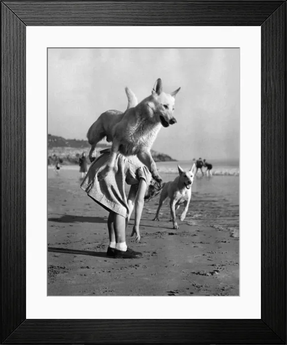 Framed Print : Rex and Lassie enjoy a frolic by the sea shore during a spell of Indian Summer