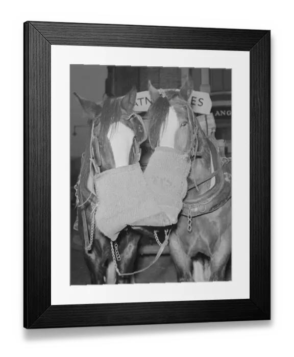 Framed Print : Watney Brewery heavy horses seen here taking a well earnt break whilst delivering beer Framed Print : Watney Brewery heavy horses seen here taking a well earnt break whilst delivering beer