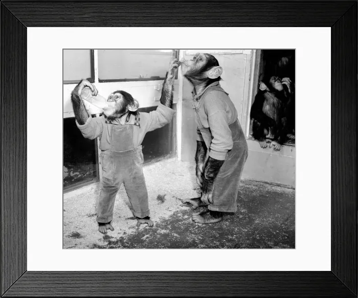 Framed Print : Chimpanezees at Bertram Mills circus seen here enjoying a drink. 3rd April 1954