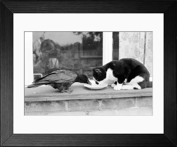 Framed Print : Pet crow and cat share a saucer of milk on a window ledge Framed Print : Pet crow and cat share a saucer of milk on a window ledge
