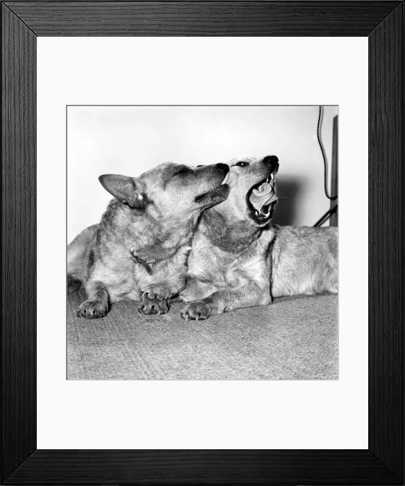 Framed Print : Animals: Dogs: History will be made at the Crufts dog show this year when Framed Print : Animals: Dogs: History will be made at the Crufts dog show this year when