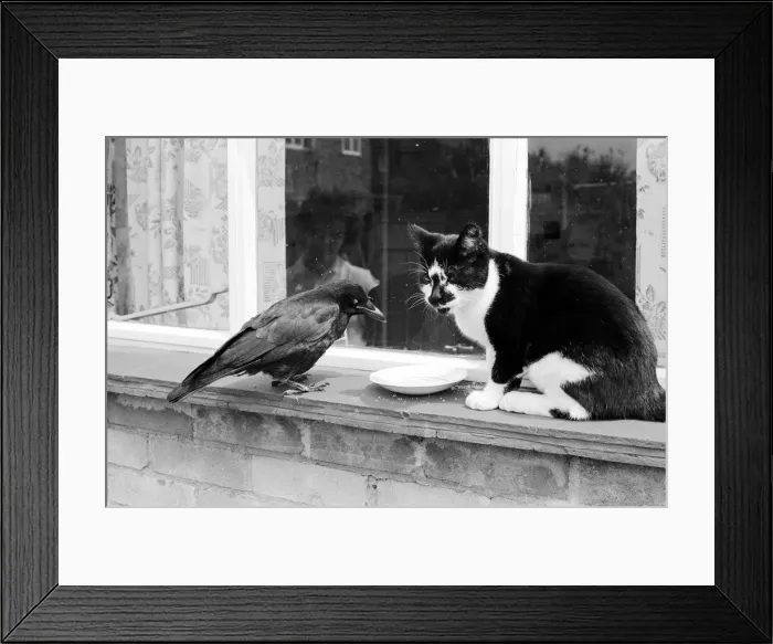 Framed Print : Pet crow and cat share a saucer of milk on a window ledge Framed Print : Pet crow and cat share a saucer of milk on a window ledge