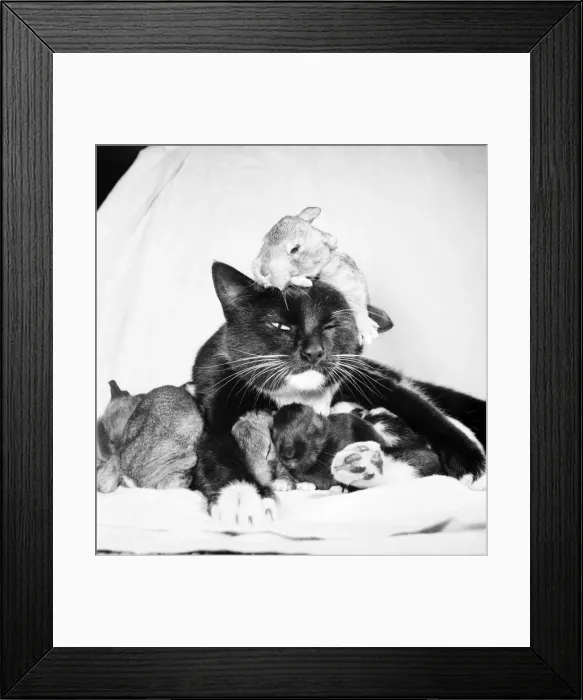 Framed Print : Beckie the cat who was bought from a street market for 7 / 6 last year has taken over a Framed Print : Beckie the cat who was bought from a street market for 7 / 6 last year has taken over a