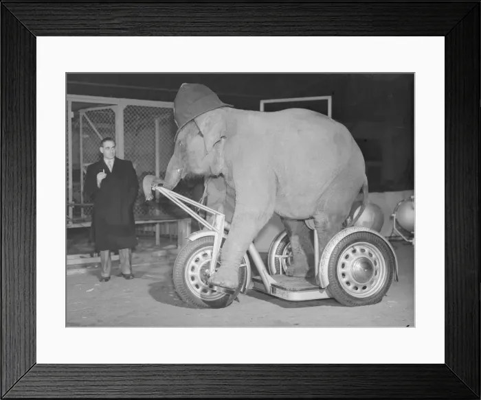 Framed Print : Elephant seen here riding a Gresham Flyer tricycle 18th December 1952 Framed Print : Elephant seen here riding a Gresham Flyer tricycle 18th December 1952