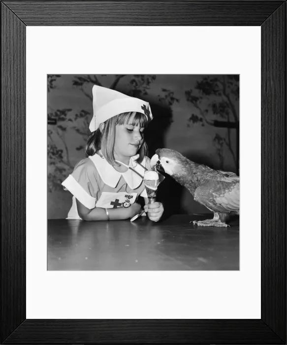 Framed Print : Two of the performing parrots at the Windsor Safari Park were feeling a little poorly Framed Print : Two of the performing parrots at the Windsor Safari Park were feeling a little poorly