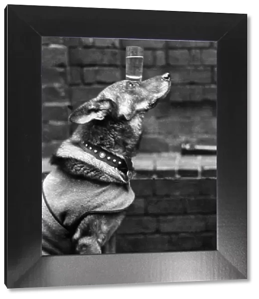 Bob of Carmel a D. M. V. C. dog does tricks. He balances a glass of water on his head
