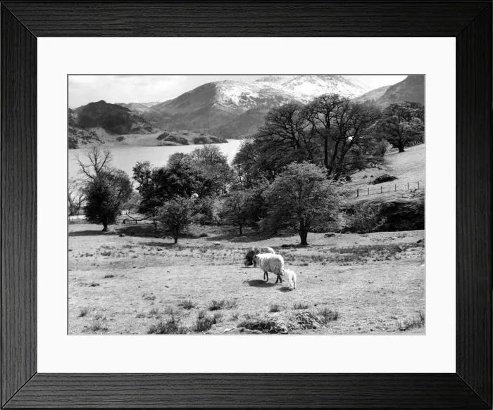 Framed Print : Lake District - sheep graze in a field at Ullswater looking towards Patterdale 1 May 1967 Framed Print : Lake District - sheep graze in a field at Ullswater looking towards Patterdale 1 May 1967