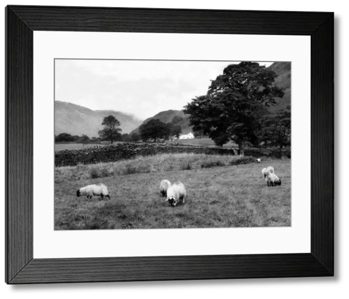 Framed Print : Lake District - sheep grazing in the field the foot of Kirkstone Pass Framed Print : Lake District - sheep grazing in the field the foot of Kirkstone Pass