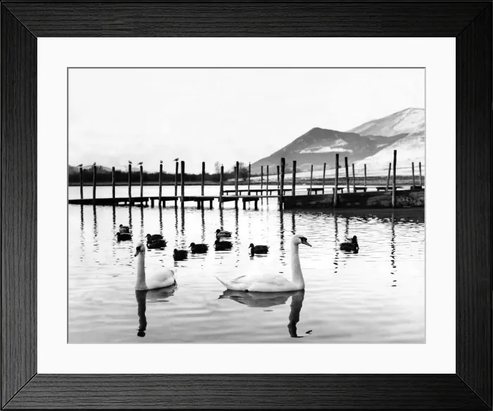 Framed Print : Lake District - Derwentwater - Swans and ducks swim around the Boat Station 28 January