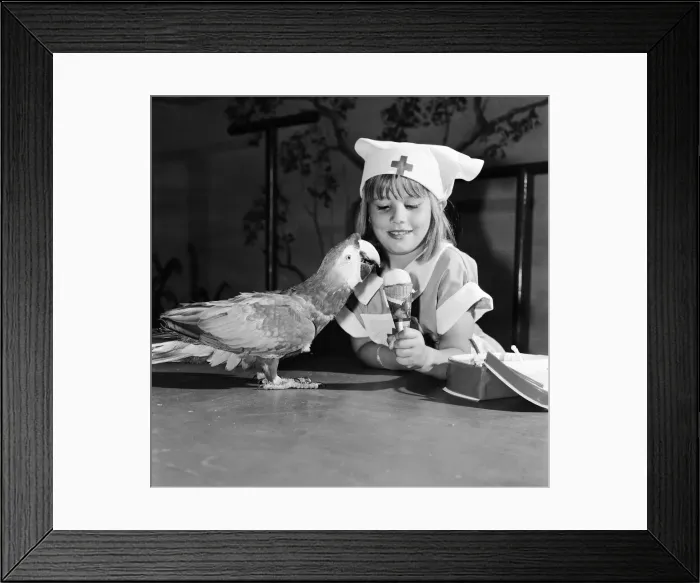 Framed Print : Two of the performing parrots at the Windsor Safari Park were feeling a little poorly Framed Print : Two of the performing parrots at the Windsor Safari Park were feeling a little poorly