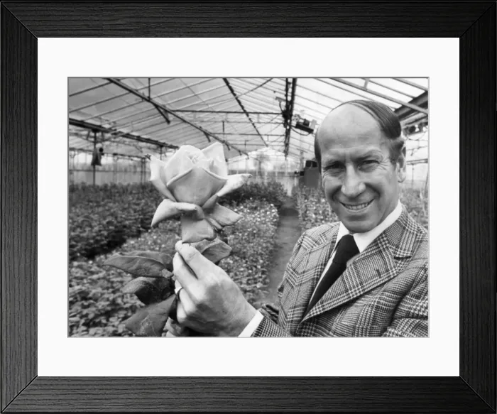 Framed Print : Bobby Charlton holding a rose in a greenhouse. 3rd January 1988 Framed Print : Bobby Charlton holding a rose in a greenhouse. 3rd January 1988