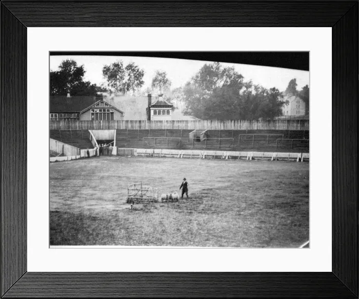 Framed Print : Cardiff - Old - Sheepdog Trials held at Cardiff Arms Park - 28th August 1924